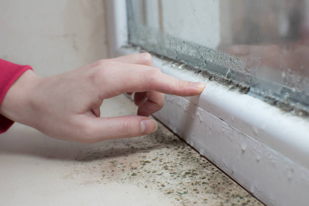 Best Post-Construction Mold Inspection  in Short Hills, NJ